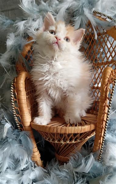 Grote foto superspeelse selkirk rex kittens dieren en toebehoren raskatten langhaar