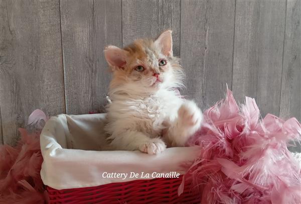 Grote foto superspeelse selkirk rex kittens dieren en toebehoren raskatten langhaar