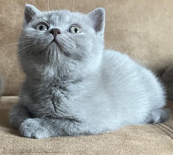 Grote foto brits korthaar kittens dieren en toebehoren raskatten korthaar