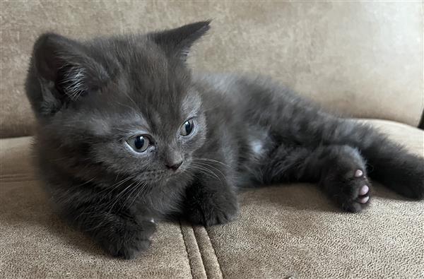 Grote foto brits korthaar kittens dieren en toebehoren raskatten korthaar
