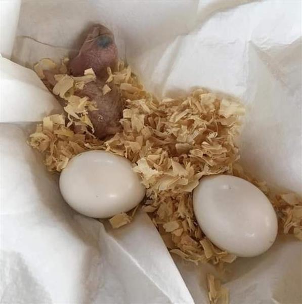 Grote foto koop eieren van verschillende soorten papegaaien dieren en toebehoren overige dieren