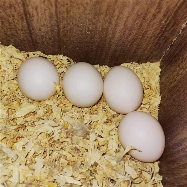 Grote foto koop eieren van verschillende soorten papegaaien dieren en toebehoren overige dieren