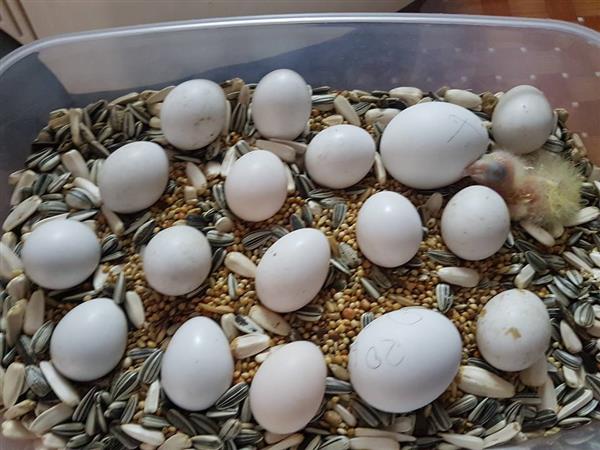 Grote foto koop eieren van verschillende soorten papegaaien dieren en toebehoren overige dieren
