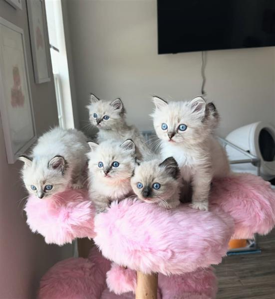 Grote foto ragdoll kittens ter adoptie dieren en toebehoren poezen