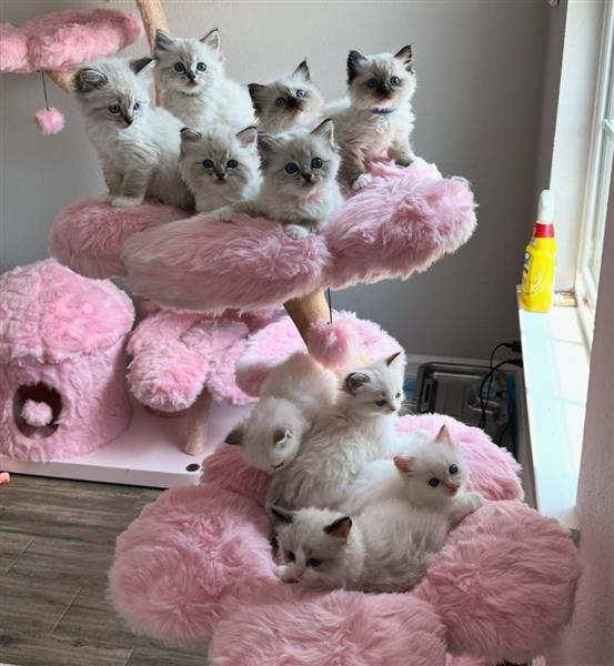Grote foto ragdoll kittens ter adoptie dieren en toebehoren poezen