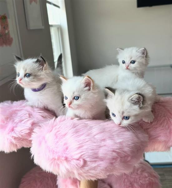 Grote foto ragdoll kittens ter adoptie dieren en toebehoren poezen