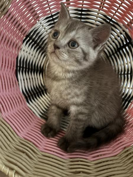 Grote foto kitten brits korthaar dieren en toebehoren raskatten korthaar