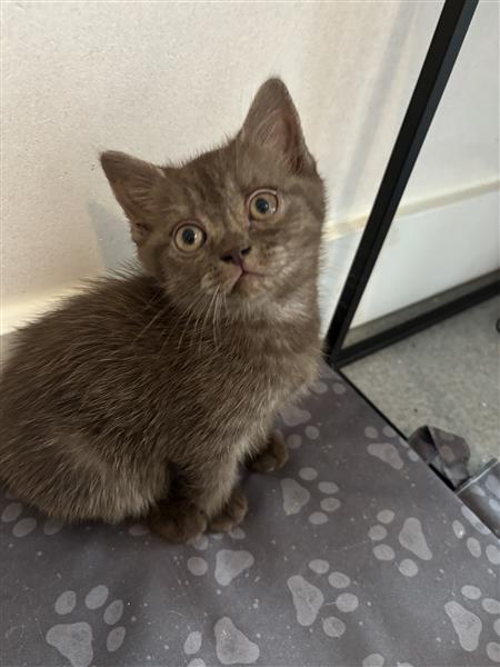 Grote foto kitten brits korthaar dieren en toebehoren raskatten korthaar