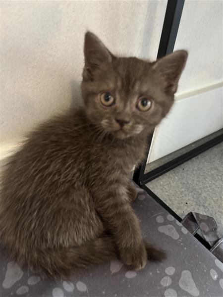 Grote foto kitten brits korthaar dieren en toebehoren raskatten korthaar