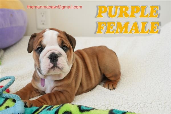 Grote foto gezonde engelse bulldog pups dieren en toebehoren bulldogs pinschers en molossers
