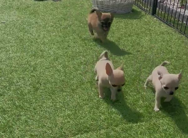 Grote foto mooi nestje van kleine chihuahuakes dieren en toebehoren chihuahua en gezelschapshonden