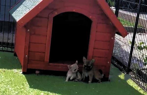 Grote foto mooi nestje van kleine chihuahuakes dieren en toebehoren chihuahua en gezelschapshonden