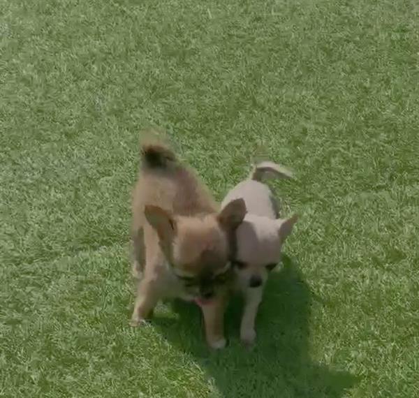 Grote foto mooi nestje van kleine chihuahuakes dieren en toebehoren chihuahua en gezelschapshonden