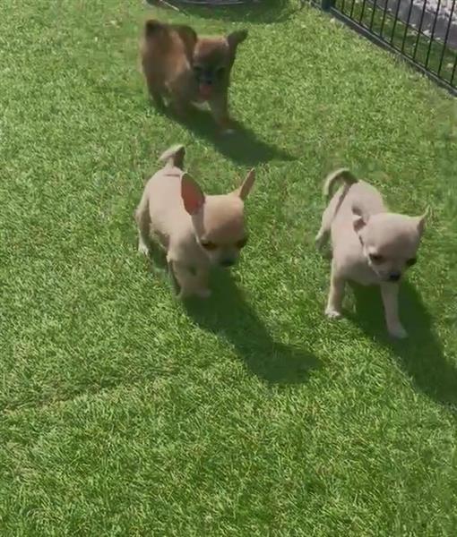 Grote foto mooi nestje van kleine chihuahuakes dieren en toebehoren chihuahua en gezelschapshonden