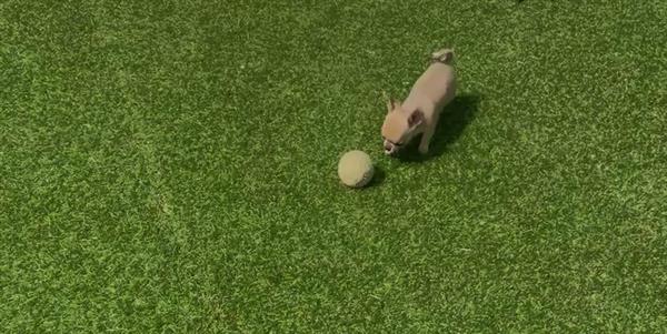 Grote foto mooi nestje van kleine chihuahuakes dieren en toebehoren chihuahua en gezelschapshonden