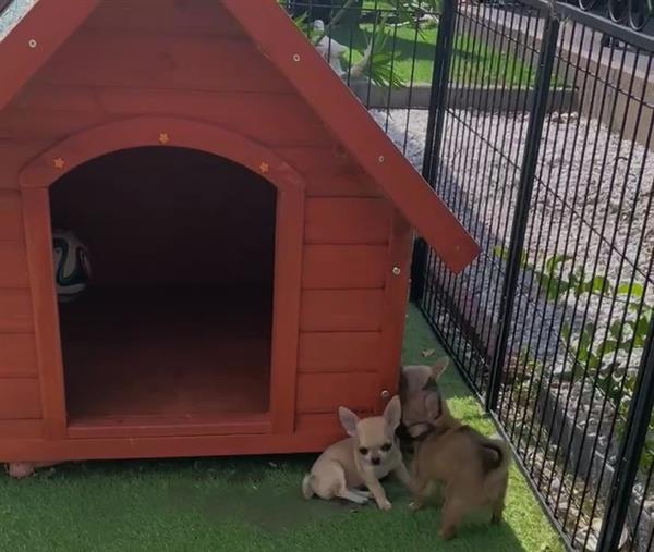 Grote foto mooi nestje van kleine chihuahuakes dieren en toebehoren chihuahua en gezelschapshonden