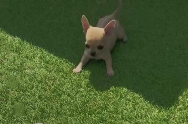 Grote foto mooi nestje van kleine chihuahuakes dieren en toebehoren chihuahua en gezelschapshonden