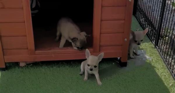 Grote foto mooi nestje van kleine chihuahuakes dieren en toebehoren chihuahua en gezelschapshonden
