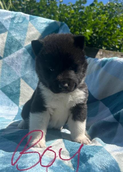 Grote foto bbc prachtige akita pups te koop dieren en toebehoren overige honden