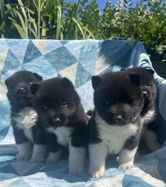 Grote foto bbc prachtige akita pups te koop dieren en toebehoren overige honden