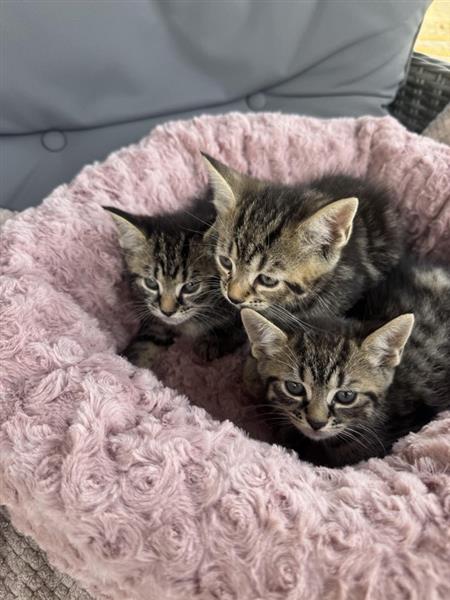 Grote foto maine coon x kittens klaar om te gaan dieren en toebehoren overige katten