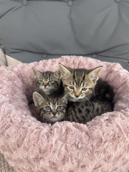 Grote foto maine coon x kittens klaar om te gaan dieren en toebehoren overige katten
