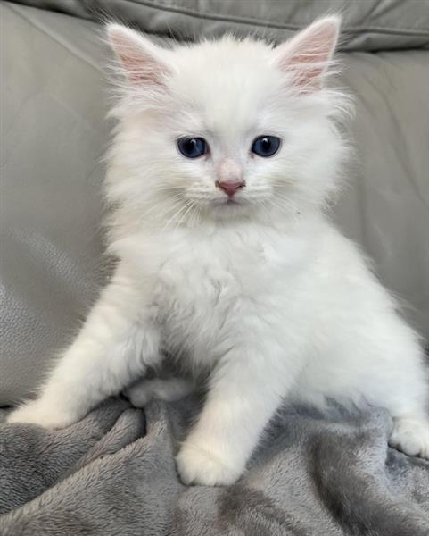 Grote foto aac siberische kittens klaar dieren en toebehoren overige katten