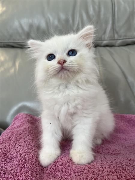 Grote foto aac siberische kittens klaar dieren en toebehoren overige katten