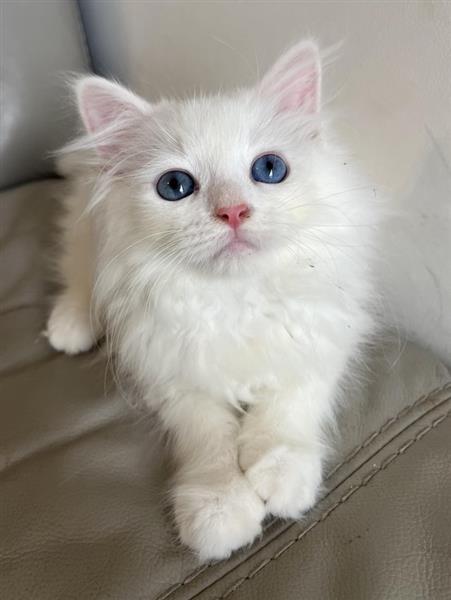 Grote foto aac siberische kittens klaar dieren en toebehoren overige katten