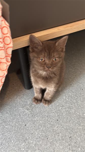 Grote foto britse korthaar kittens dieren en toebehoren poezen