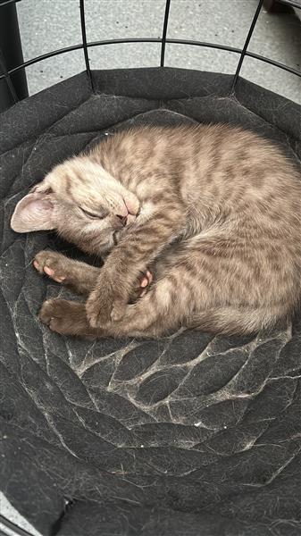 Grote foto britse korthaar kittens dieren en toebehoren poezen