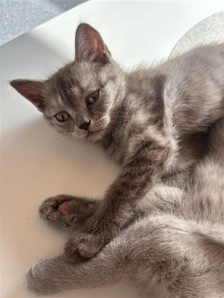 Grote foto britse korthaar kittens dieren en toebehoren poezen