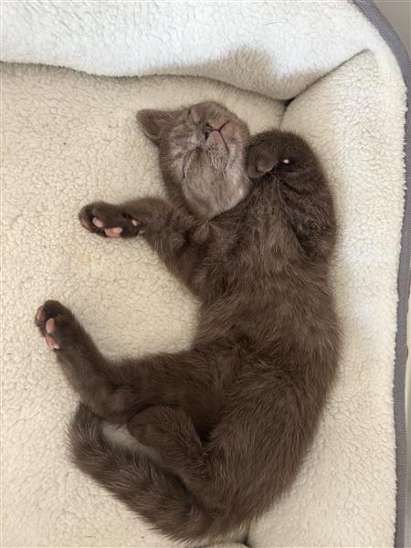 Grote foto britse korthaar kittens dieren en toebehoren poezen