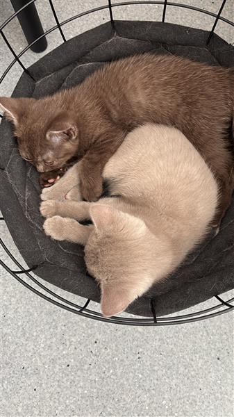 Grote foto britse korthaar kittens dieren en toebehoren poezen