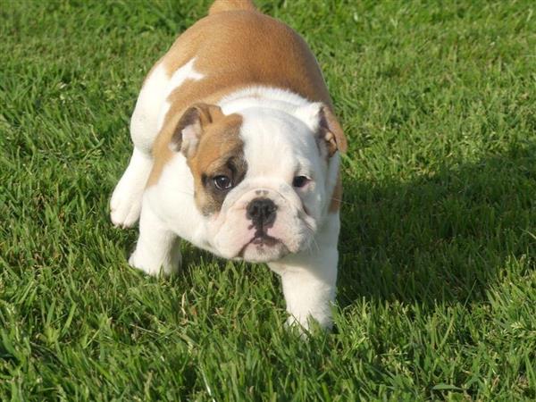 Grote foto mooie engelse bulldog pups. dieren en toebehoren bulldogs pinschers en molossers