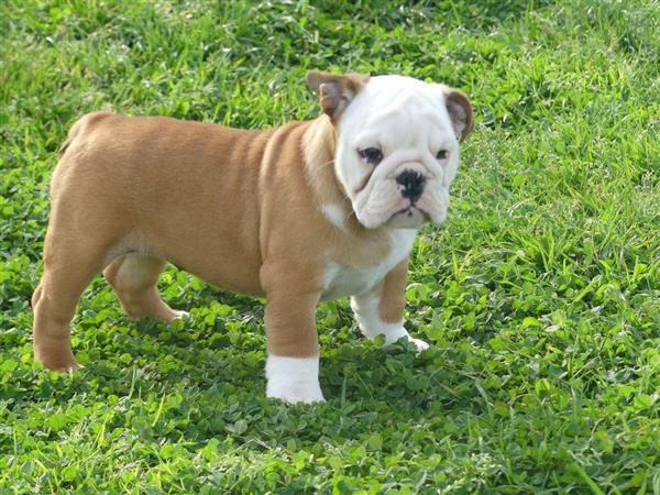 Grote foto mooie engelse bulldog pups. dieren en toebehoren bulldogs pinschers en molossers