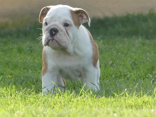 Grote foto mooie engelse bulldog pups. dieren en toebehoren bulldogs pinschers en molossers