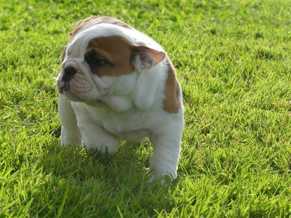 Grote foto mooie engelse bulldog pups. dieren en toebehoren bulldogs pinschers en molossers