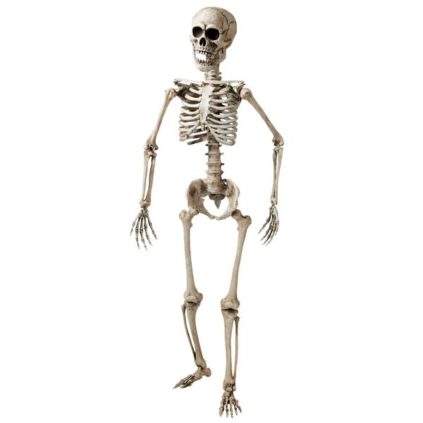 Grote foto halloween skelet wit 1 6m verzamelen overige verzamelingen