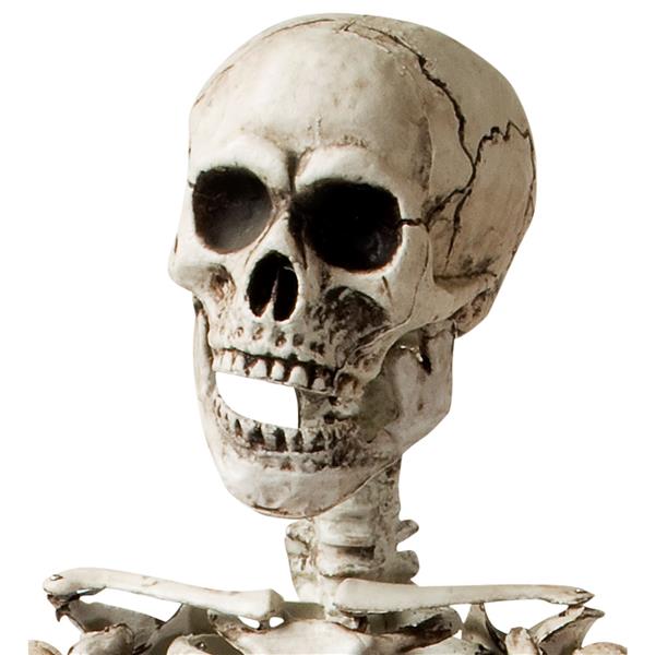 Grote foto halloween skelet wit 1 6m verzamelen overige verzamelingen