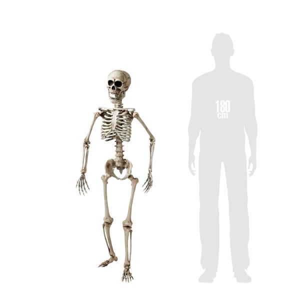 Grote foto halloween skelet wit 1 6m verzamelen overige verzamelingen
