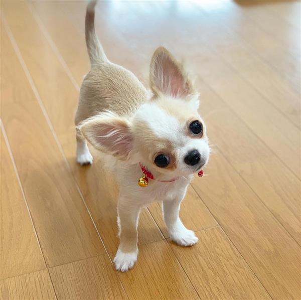 Grote foto chihuahua pups ter herplaatsing dieren en toebehoren chihuahua en gezelschapshonden