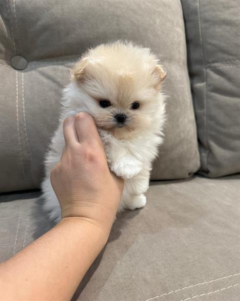 Grote foto schattige pomeranian puppies dieren en toebehoren chihuahua en gezelschapshonden