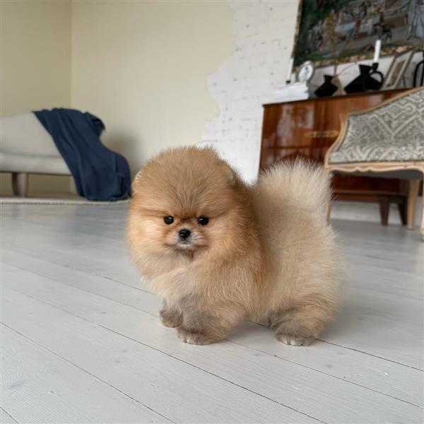 Grote foto schattige pomeranian puppies dieren en toebehoren chihuahua en gezelschapshonden