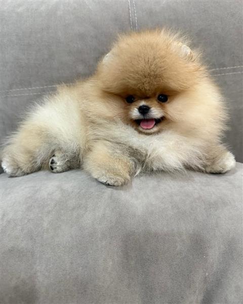 Grote foto schattige pomeranian puppies dieren en toebehoren chihuahua en gezelschapshonden
