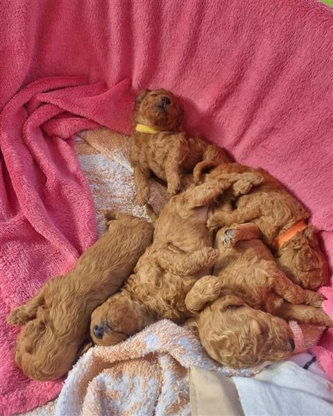 Grote foto dwergpoedel puppies dieren en toebehoren chihuahua en gezelschapshonden