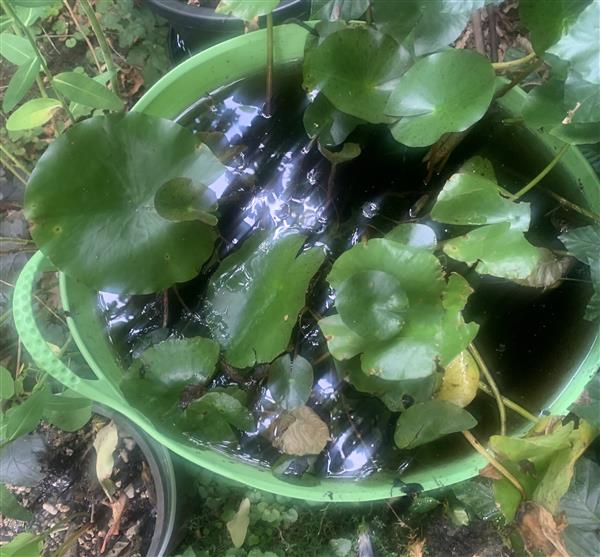 Grote foto waterlelie en vijvermand tuin en terras vijvers en toebehoren