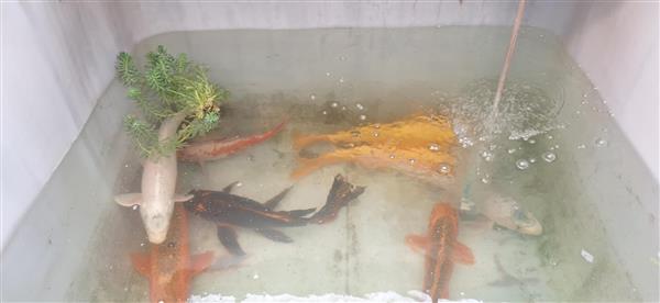 Grote foto koi te koop tuin en terras vijvers en toebehoren