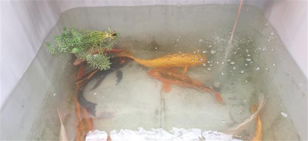 Grote foto koi te koop tuin en terras vijvers en toebehoren