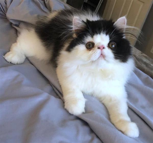 Grote foto prachtige kitten zoekt nieuw thuis dieren en toebehoren raskatten langhaar